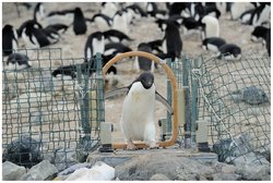 Automated weighbridge for Adélie penguins - journal.pone.0085291.g002.png