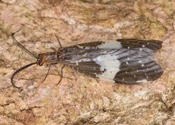 Banded Dark Fishfly - Nigronia fasciata (50139066976).jpg