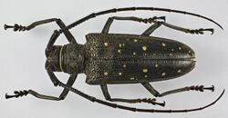Batocera aeneonigra occidentalis (Kriesche, 1915) female (15776762452).jpg