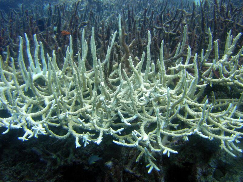 File:Bleached Staghorn Coral.jpg