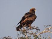 Booted Eagle Hieraaetus pennatus by Dr. Raju Kasambe DSCN2245 (1).jpg
