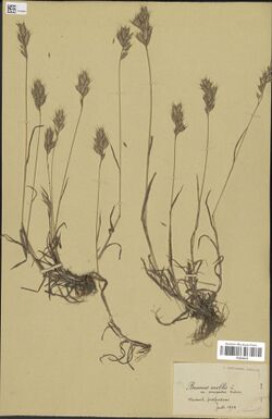 Bromus lepidus herbarium (02).jpg