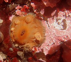 Brooding sea anemone Epiactis prolifera 4.jpg