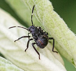 Brown Marmorated Stink Bug (Halyomorpha halys) nymph