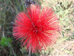 Calliandra dysantha.jpg