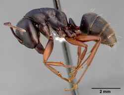Camponotus modoc casent0005347 profile 1.jpg