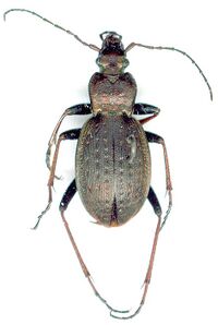 Carabus linnaei.JPG