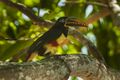 Chestnut-eared Aracari - Pantanal MG 9455-2 (16407834852).jpg