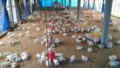 Chickens in poultry farm.jpg