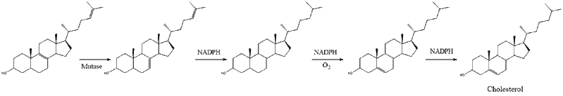 File:Cholesterol Synthesis 12.gif