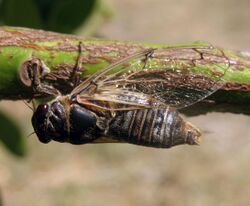 Cicadatra atra (10.3897-BDJ.8.e54424) Figure 12 .jpg