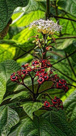 Clerodendrum colebrookianum 02.jpg