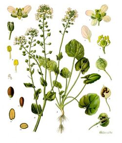 Cochlearia officinalis - Köhler–s Medizinal-Pflanzen-186.jpg