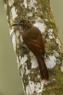 Cocoa Woodcreeper - Panama H8O9380 (16548259567).jpg