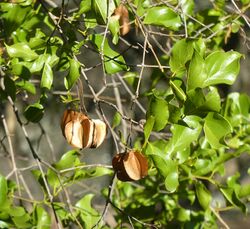 Combretum apiculatum, loof en vrugte, Phakama, a.jpg