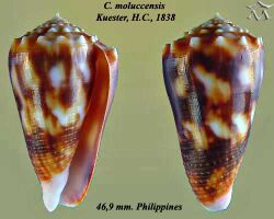 Conus moluccensis 2.jpg