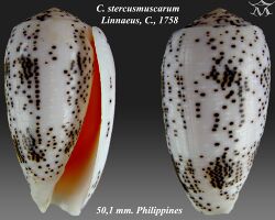 Conus stercusmuscarum 1.jpg