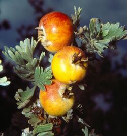 Crataegus pycnoloba fruit.jpg