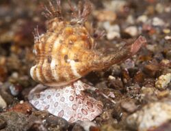 Cymatium (Triton sea snail).jpg