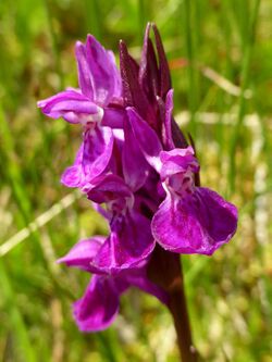 Dactylorhiza traunsteineri 12.jpg