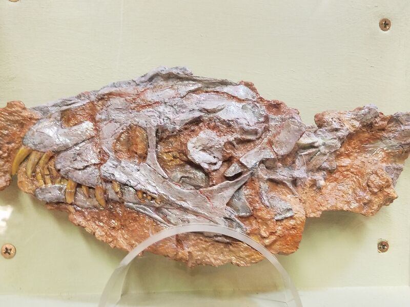 File:Daemonosaurus skull cast displayed at Ruth Hall Museum of Paleontology (Ghost Ranch).jpg