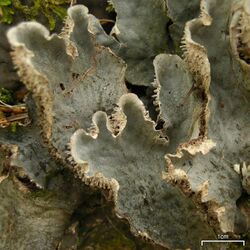 Dog Lichen (3839277154).jpg