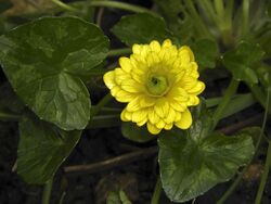 Double-flowered lesser celandine.jpg