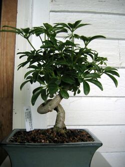 Dwarf Luseanne Arboricola 1.jpg