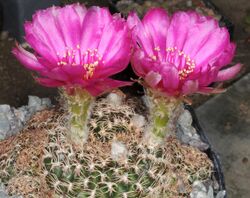 Echinopsis tiegeliana pm 02.jpg