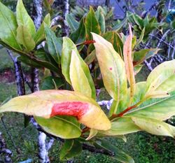 Elaeocarpus bojeri -foliage - Mauritius.jpg