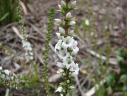 Epacris gunnii.jpg