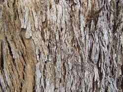 Eucalyptus bark.jpg