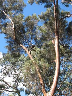 Eucalyptus spathulata.JPG