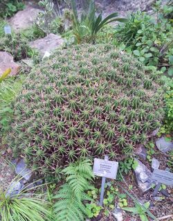 Euphorbia pulvinata - Pricky Heaps from Highveld South Africa.jpg