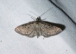 Eupithecia satyrata01.jpg