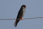 Falco amurensis -Mongolia-8.jpg