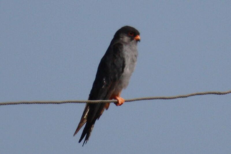 File:Falco amurensis -Mongolia-8.jpg