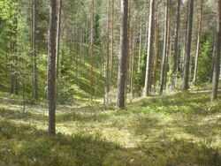 Forest at Leivonmäki NP.JPG