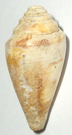 Fossil Conus desidiosus from Pliocene of Pietrafitta (Toscana).jpg