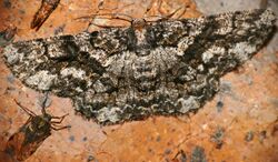 Geometrid Moth (Zeuctoboarmia hyrax) with Planthopper (Dyctiopharidae) (16284960847).jpg