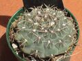 Gymnocalycium quehlianum.JPG