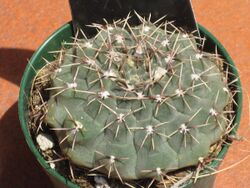 Gymnocalycium quehlianum.JPG