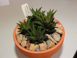 Haworthiopsis × lisbonensis.jpg