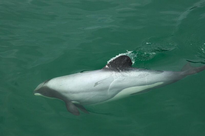 File:Hectors Dolphin.jpg