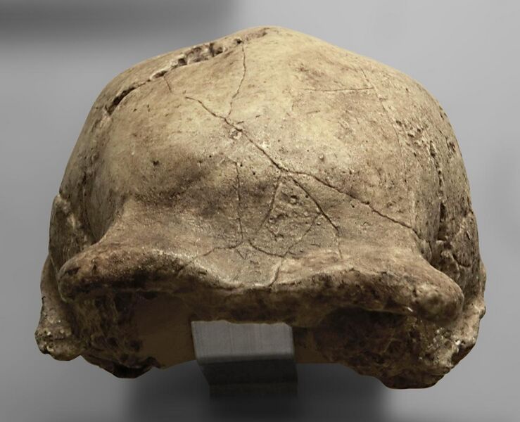 File:Homo erectus pekinensis (cast of Zhoukoudian III) at Göteborgs Naturhistoriska Museum 8767.jpg