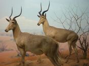 Hunter's Hartebeest CAS 1.JPG