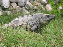 Iguana in Mexico.jpg