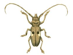 Illustrations of Exotic Entomology Lamia Bipunctata.jpg