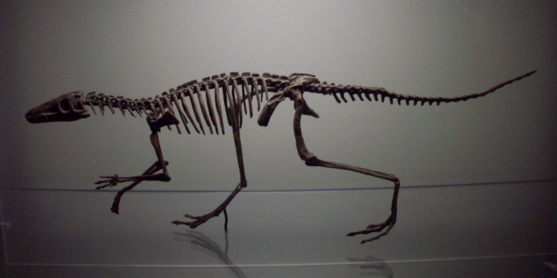 File:Lagosuchus Talampayensis.png