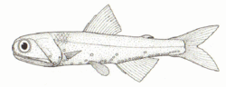 Lampanyctodes hectoris (Hector's lanternfish).gif